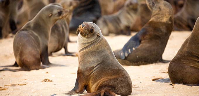 WVB_06_SS_SealandPelicanCruise_680x330 WVB_06_SS_SealandPelicanCruise_680x330