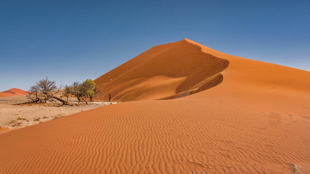 Namibia gigantic Dune 45 Desert Sand Dune under cloudless blue summer skyscape. Panorama Landscape Photo of the famous huge Desert Sand Dune 45. Dune 45 is a famous star dune in the Sossusvlei Namib-Naukluft National Park of Namibia. Sesriem, Namib-Naukluft Park, Namibia, South West Africa.