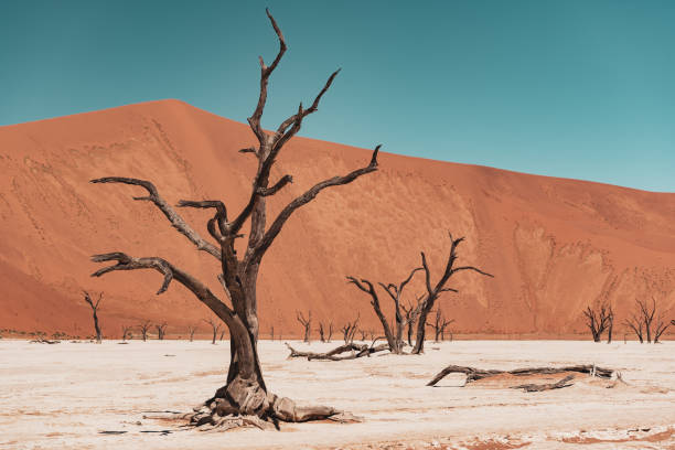 gettyimages-1410703206-612x612 Deadvlei is a white clay pan located near the more famous salt pan of Sossusvlei, inside the Namib-Naukluft Park in Namibia. Dead Vlei has been claimed to be surrounded by the highest sand dunes in the world, the highest reaching 300–400 meters (350m on average, named "Big Daddy" or "Crazy Dune". It is also well-known for its dead vachellia erioloba, the camel thorn, giraffe thorn, or Kameeldoring in Afrikaans, still more commonly known as Acacia erioloba.
